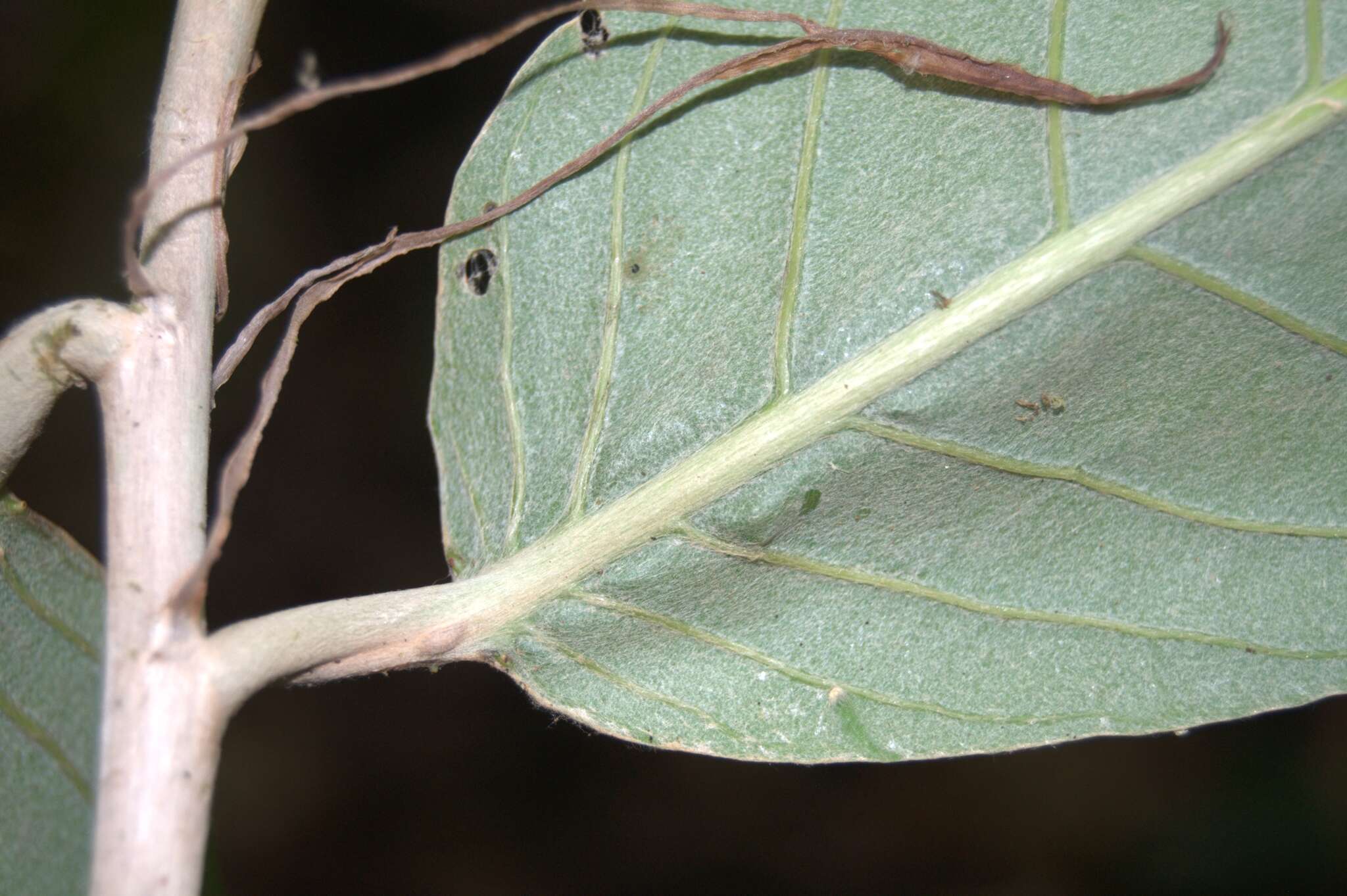 Sivun Licania corniculata G. T. Prance kuva