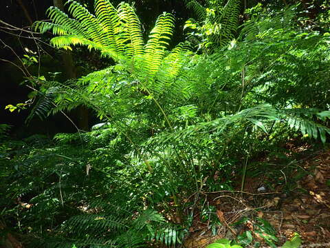 Plancia ëd Angiopteris madagascariensis de Vriese