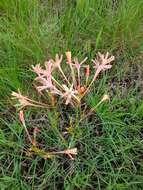 Image of Ixia paniculata D. Delaroche