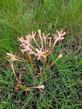 Image of Ixia paniculata D. Delaroche