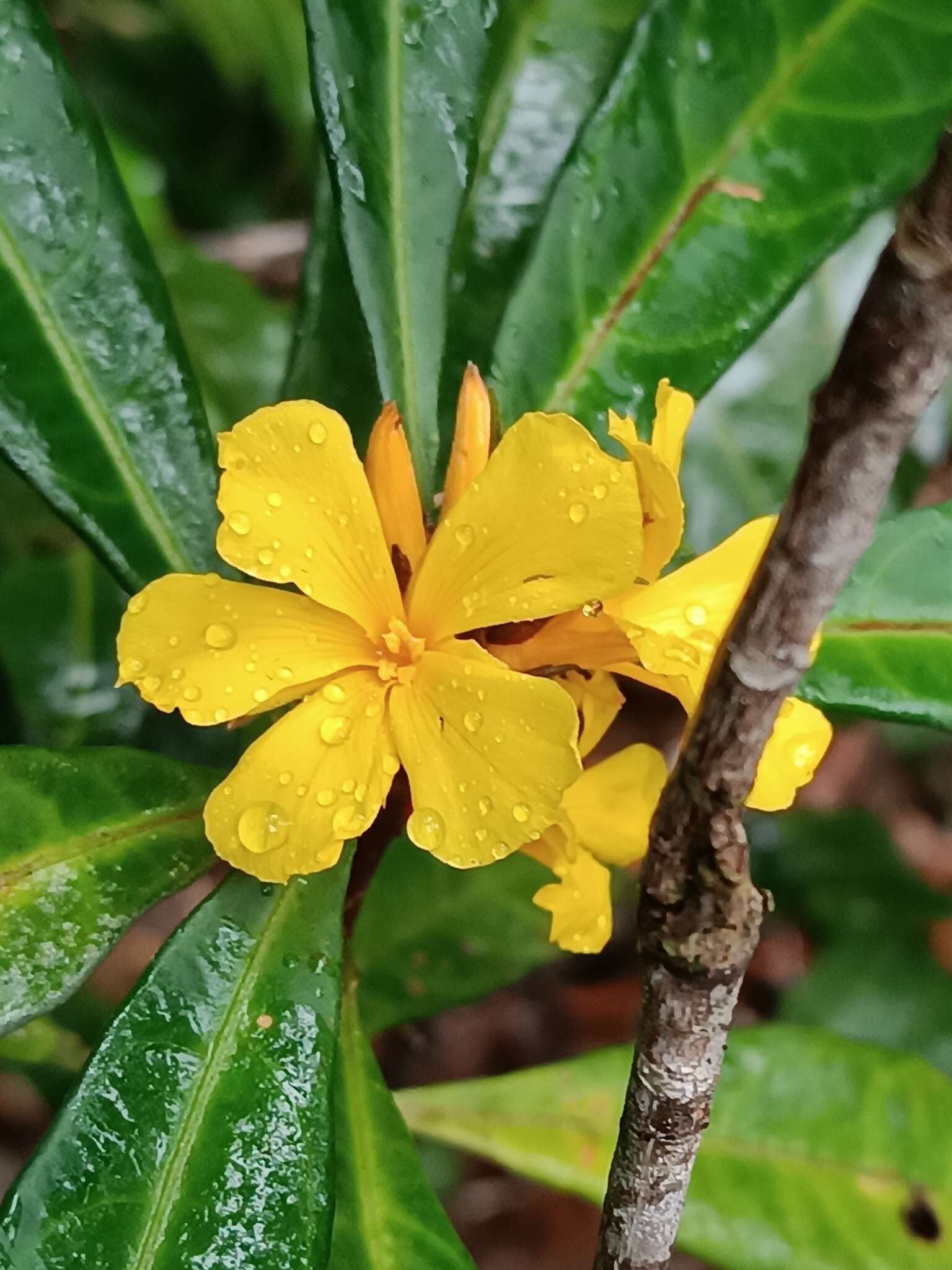 Imagem de Turnera glaziovii Urb.