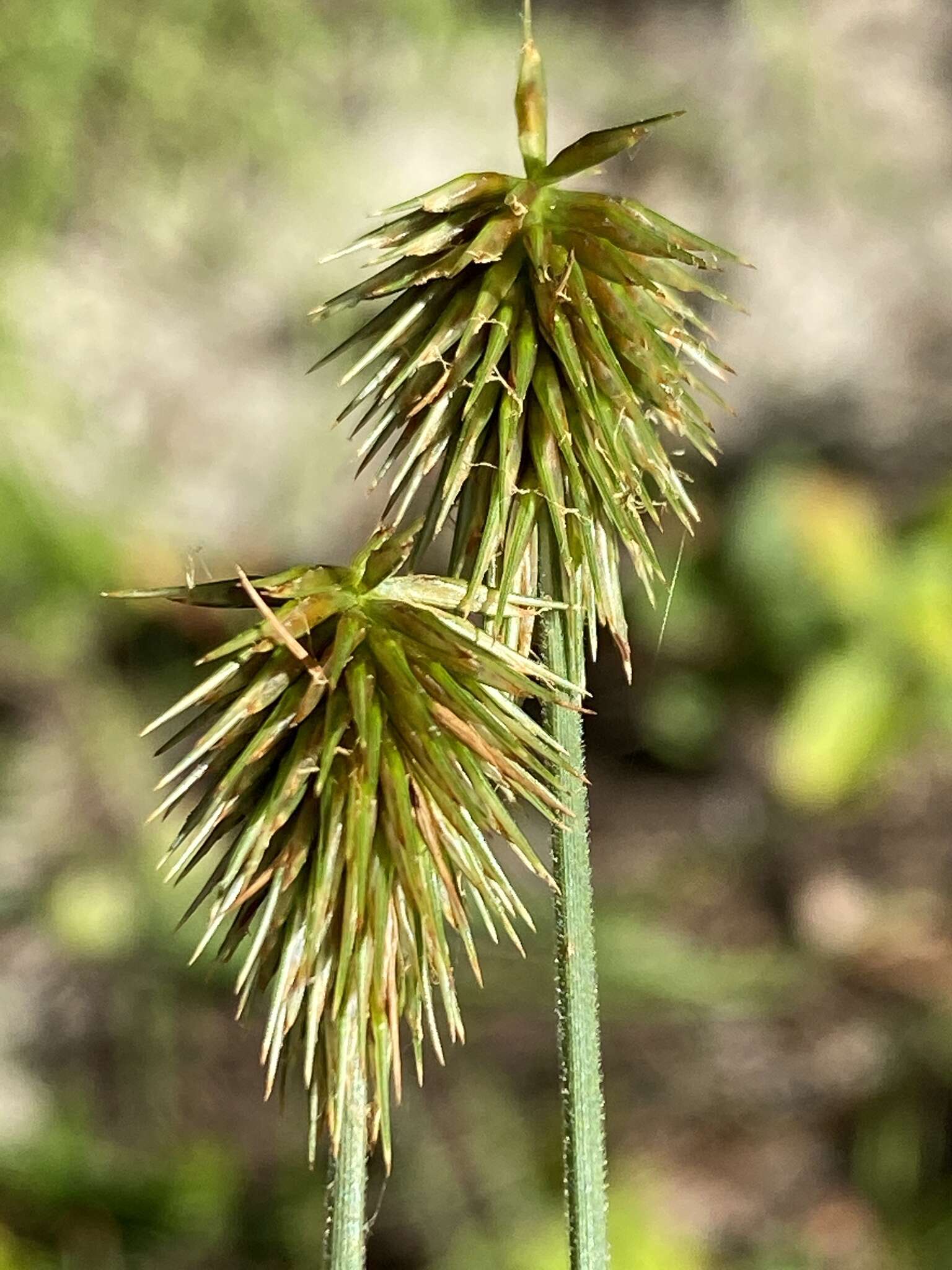 Imagem de Cyperus plukenetii Fernald