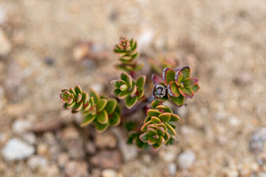 Image de Gaultheria caespitosa Poepp. & Endl.