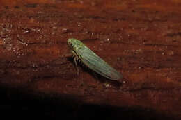 Image of Aster Leafhopper