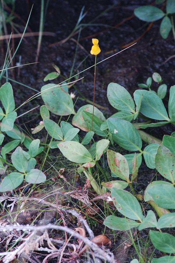 Plancia ëd Utricularia cornuta Michx.