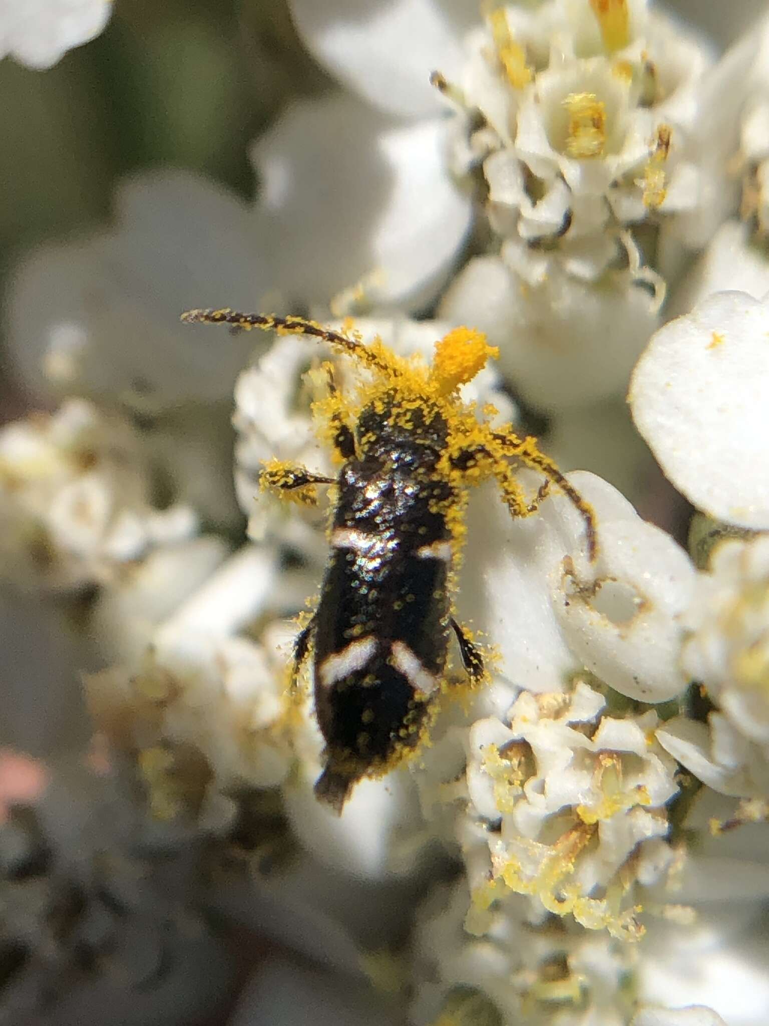 Image of Phymatodes nitidus Le Conte 1874