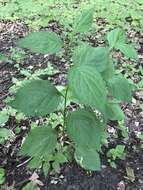 Image of Broad-leaved goldenrod