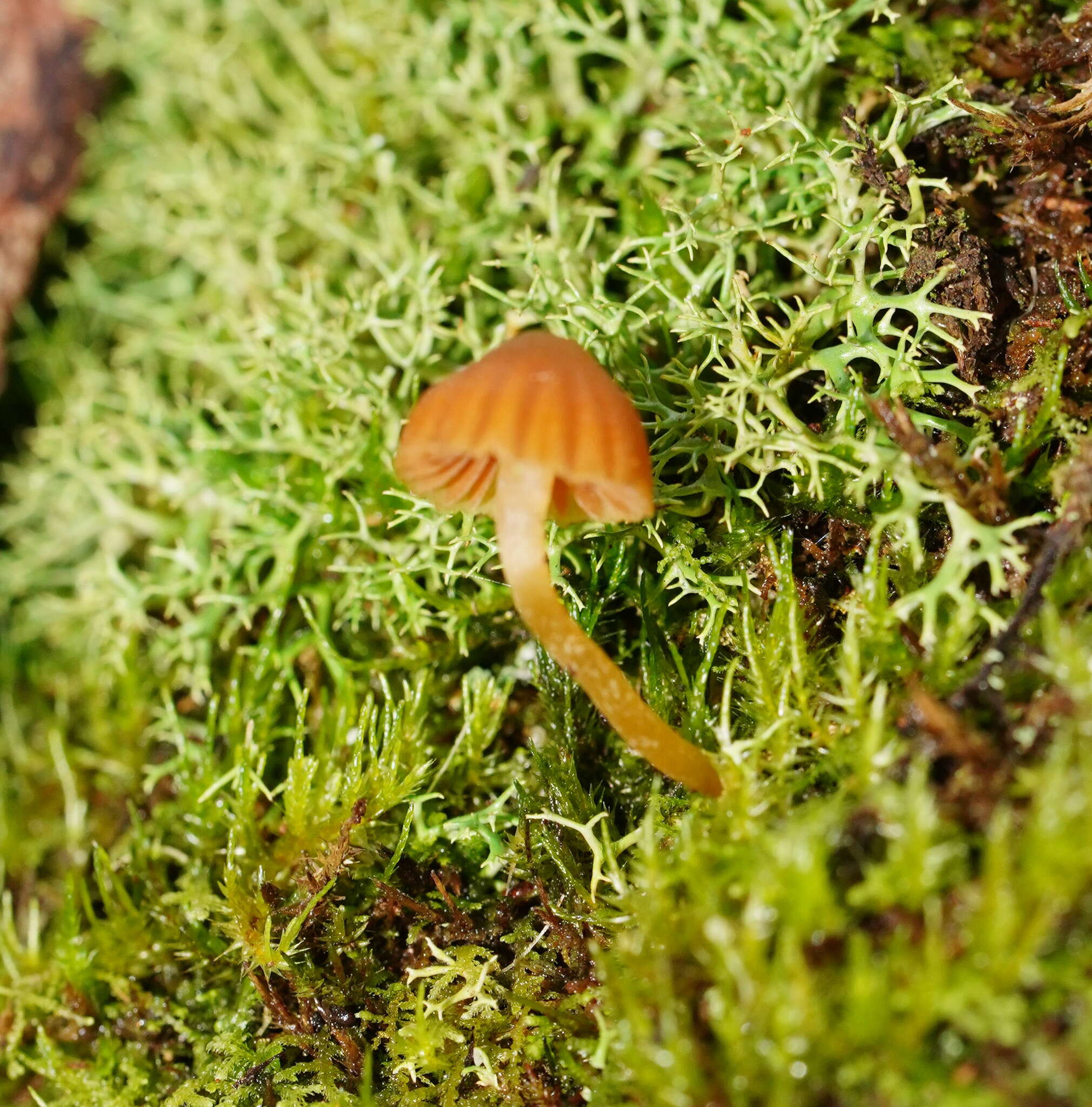 Image of Galerina hypnorum (Schrank) Kühner 1935