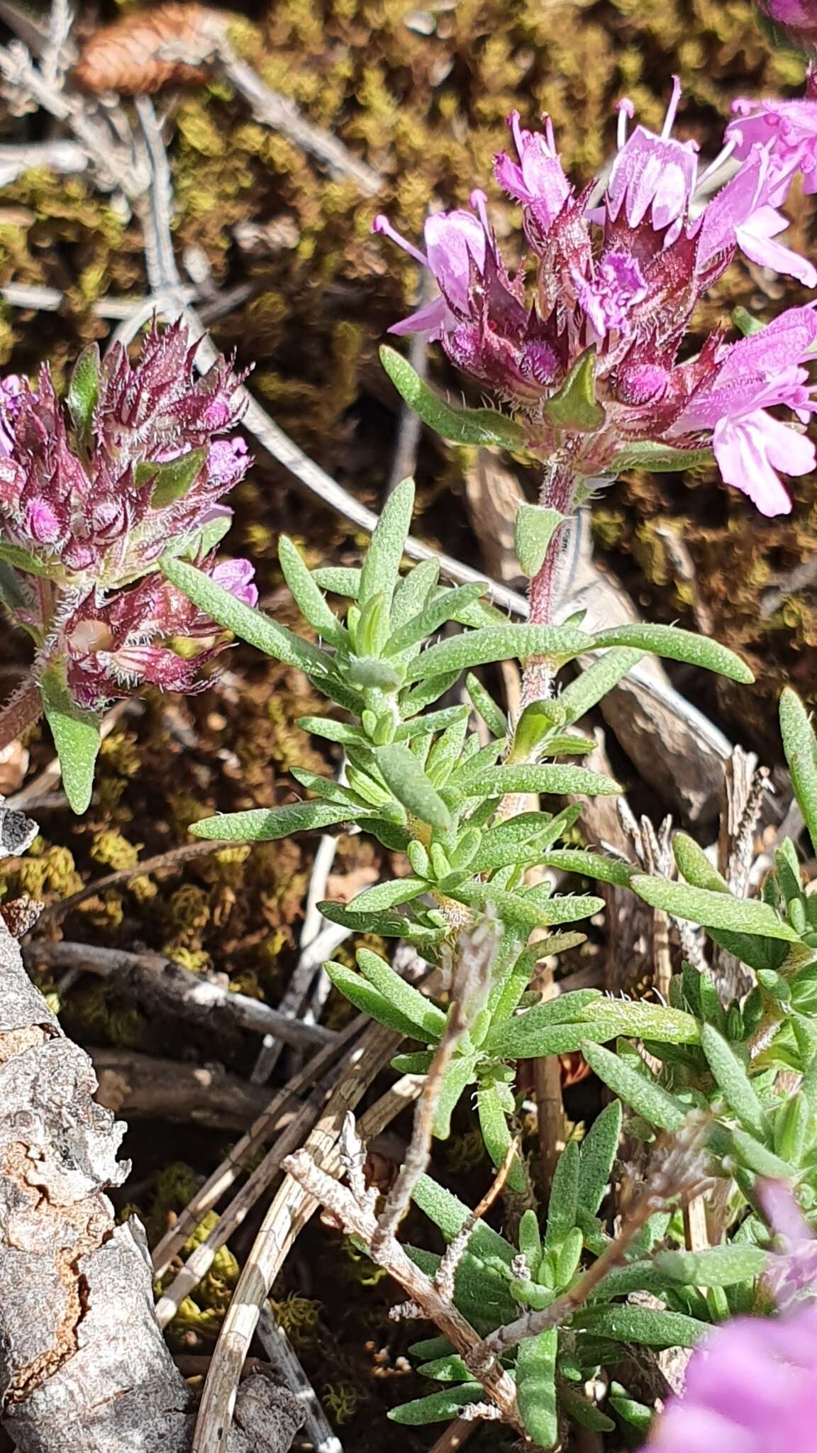 Thymus willdenowii Boiss. resmi