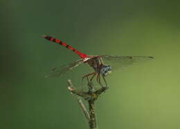 Image of Blue-faced Meadowhawk