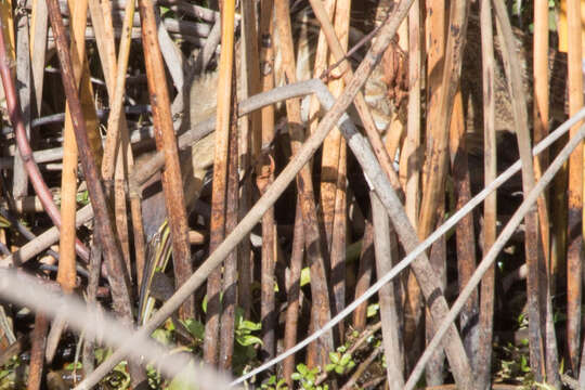 Image of American Bittern