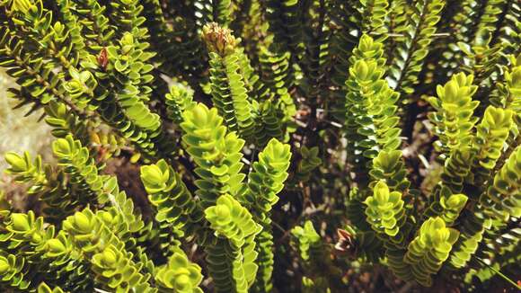 Image of Speedwell