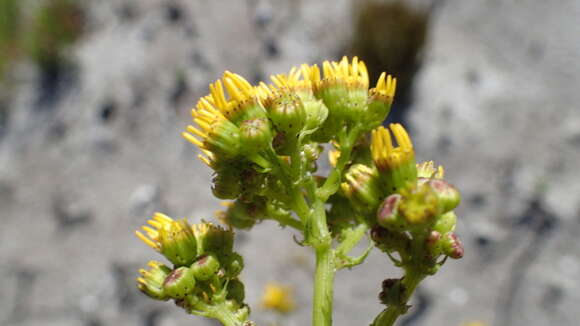 Image de Senecio variifolius DC.