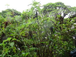 Image of Psychotria rufipes Hook. fil.