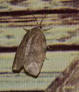 Image of Large Aspen Tortrix