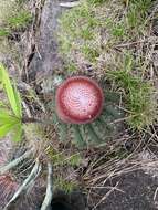 Melocactus ernestii Vaupel resmi