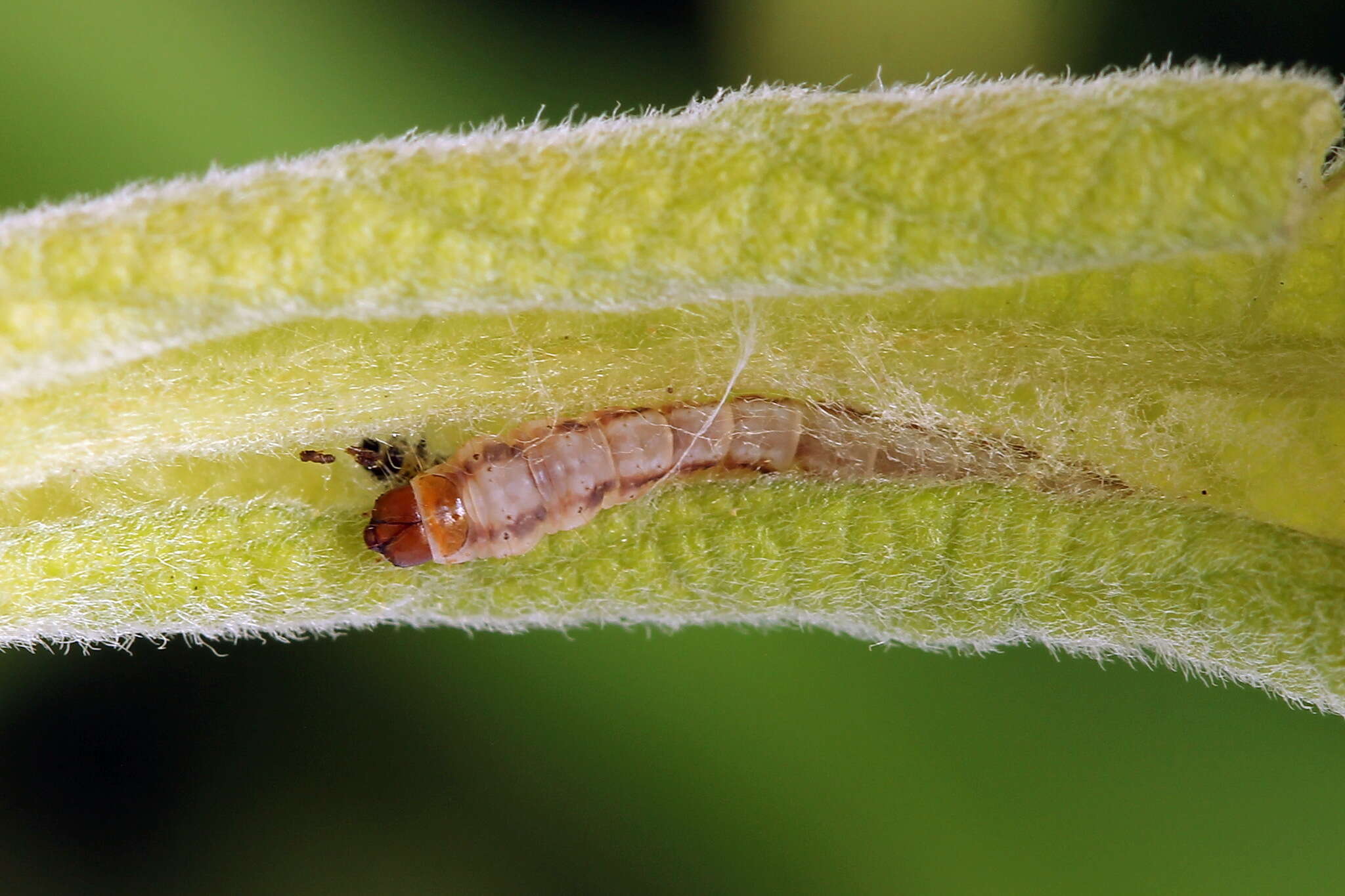 Image de Gelechia sororculella