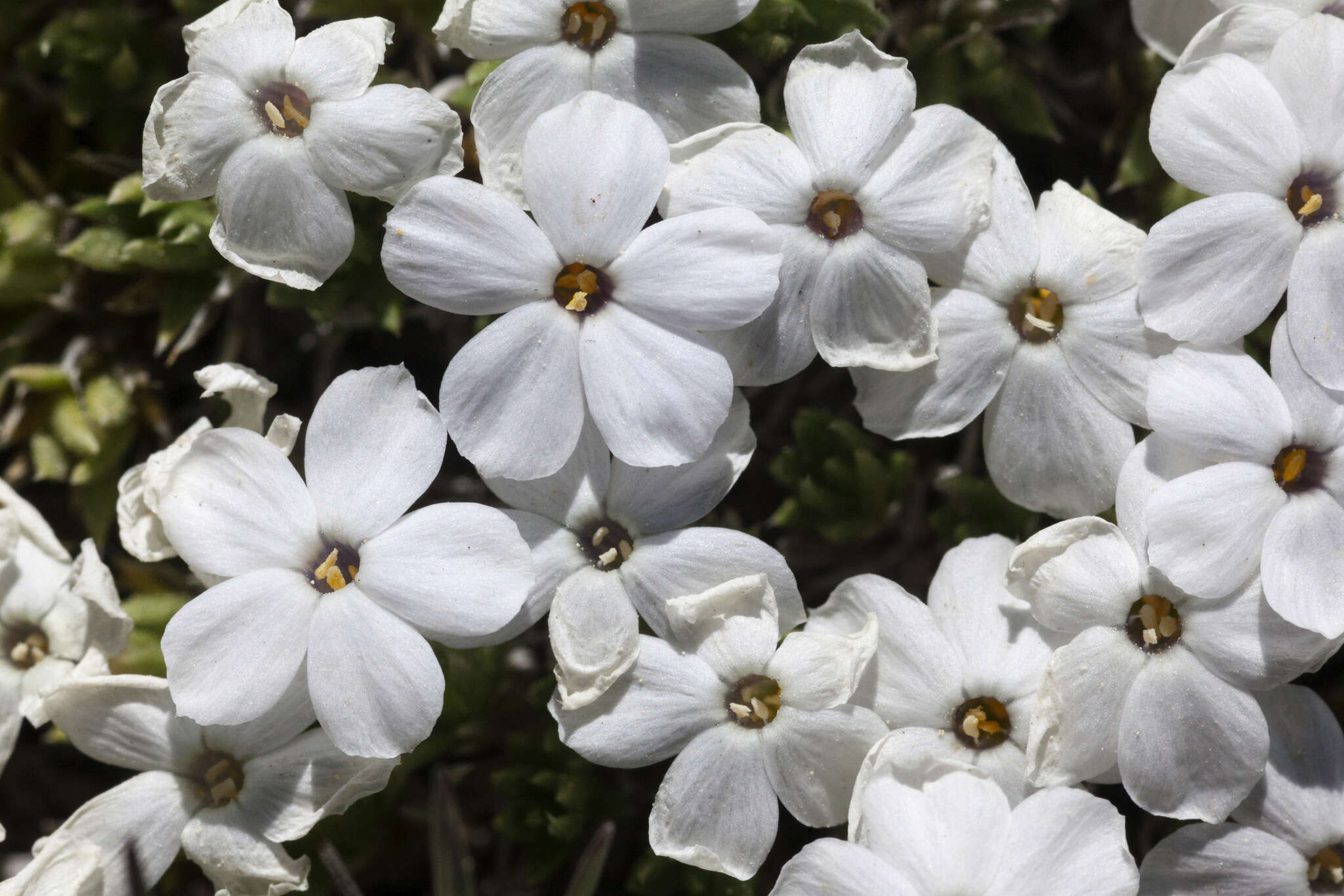 Image of dwarf phlox