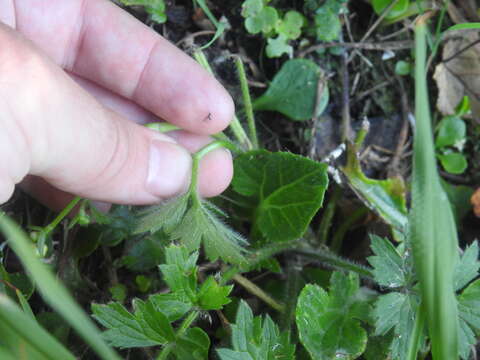 Слика од Ranunculus multifidus Forsk.