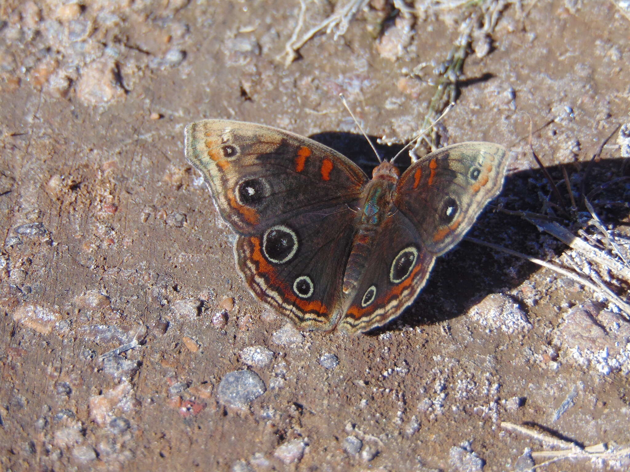 Image of Junonia nigrosuffusa Barnes & McDunnough 1916