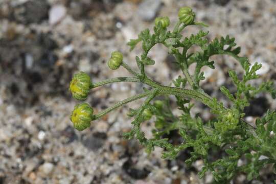 Sivun Chaenactis glabriuscula var. orcuttiana (Greene) Hall kuva