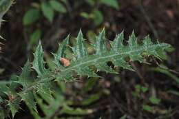 Cirsium ehrenbergii Sch. Bip.的圖片