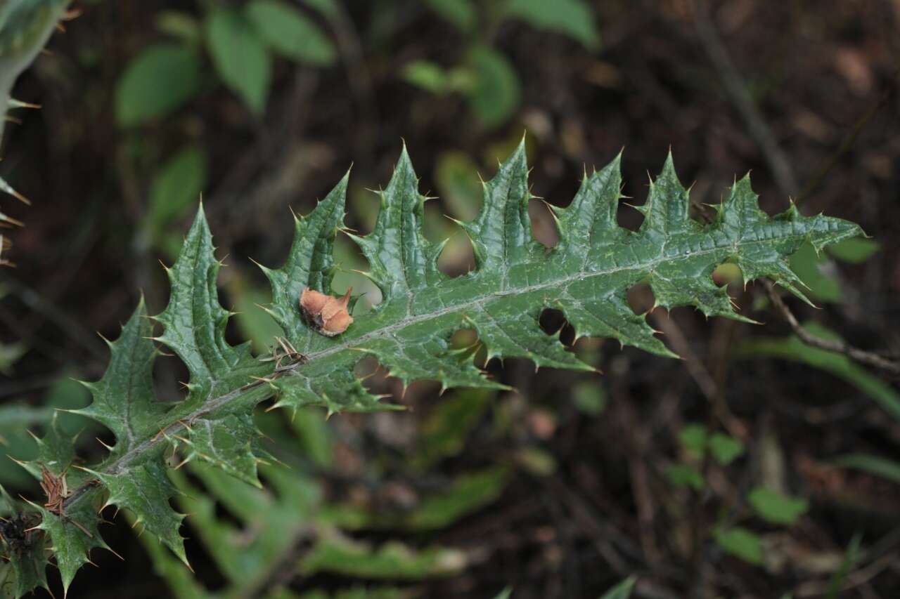 Image of Cirsium ehrenbergii Sch. Bip.