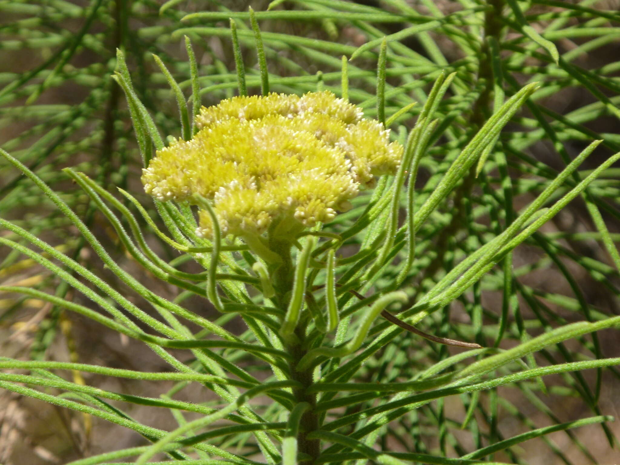 Plancia ëd Cassinia leptocephala F. Müll.