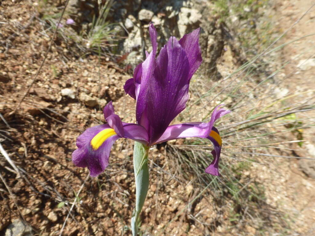 Image of Iris filifolia Boiss.