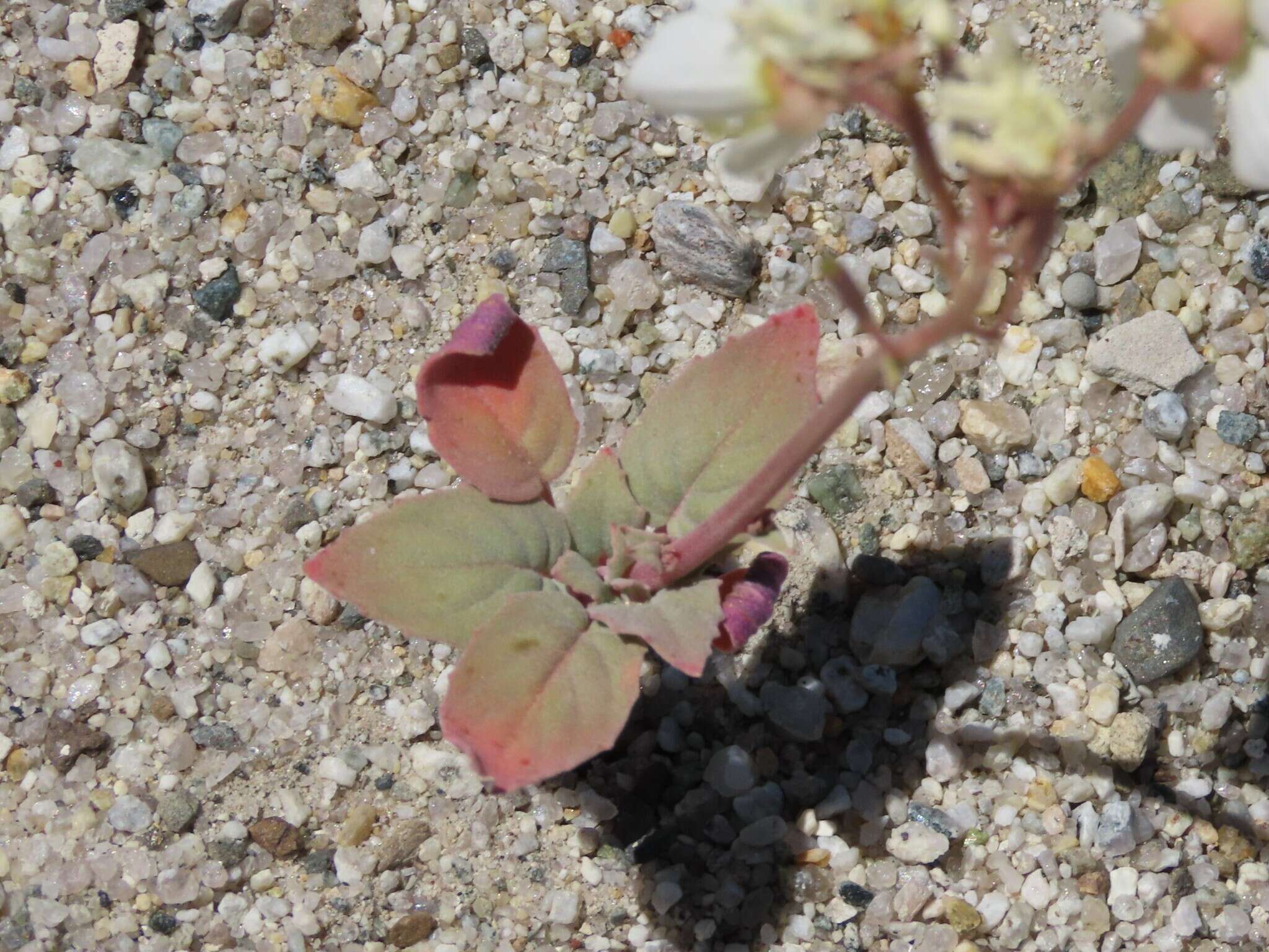 Imagem de Chylismia claviformis subsp. integrior (P. H. Raven) W. L. Wagner & Hoch