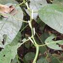 Image of Guyanese pepper