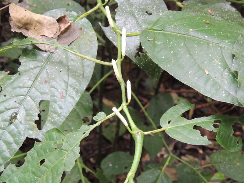 Plancia ëd Piper glabrescens (Miq.) C. DC.