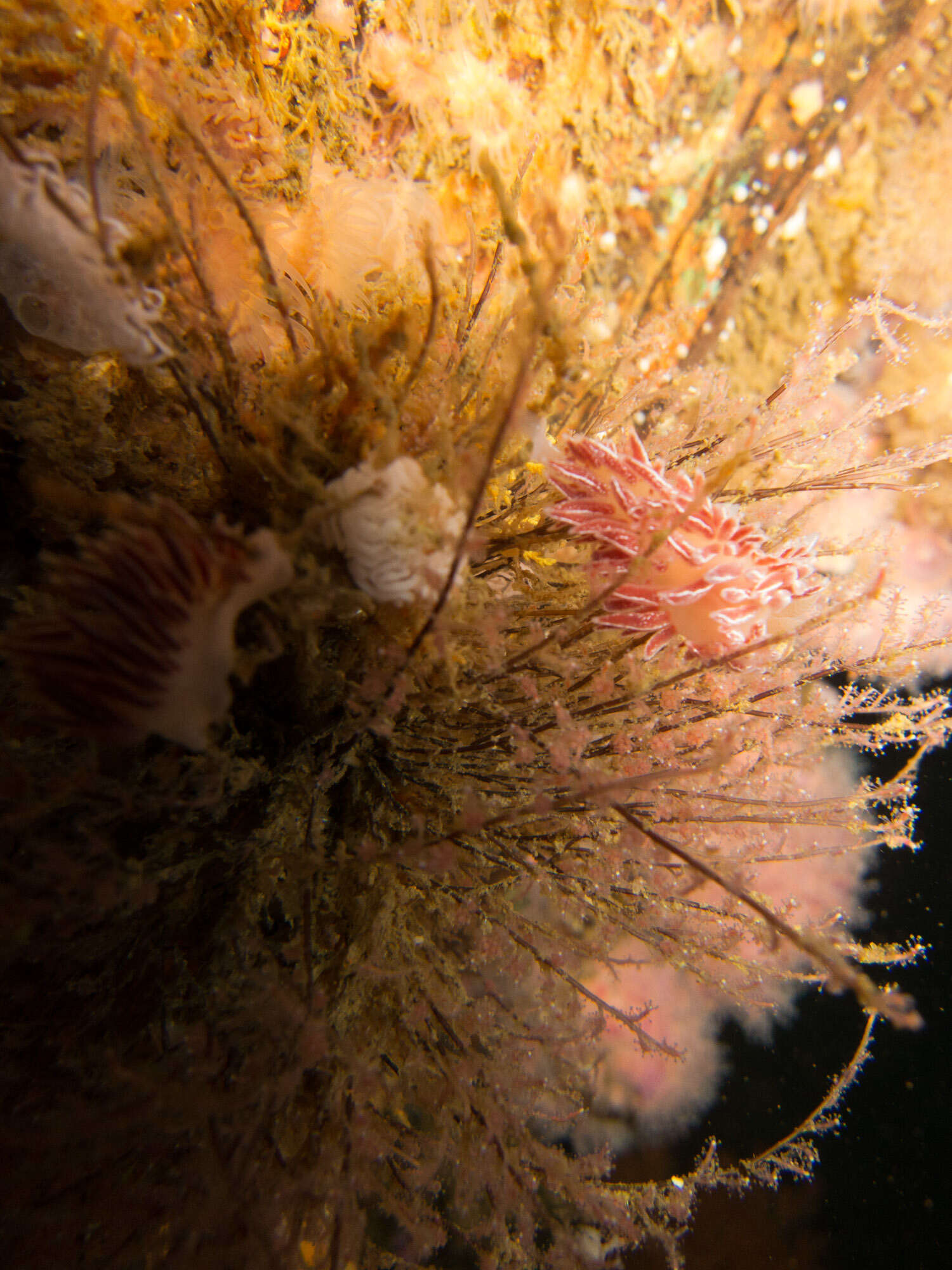 Image of Fjordia capensis (Thiele 1925)