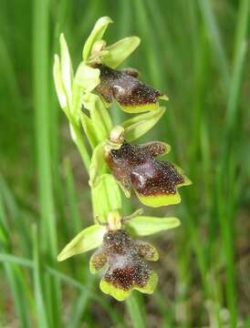 Слика од Ophrys insectifera subsp. aymoninii Breistr.