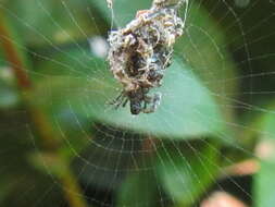 Image of Cyclosa insulana (Costa 1834)