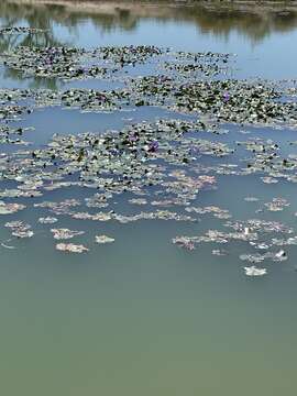 Image of blue star water-lily