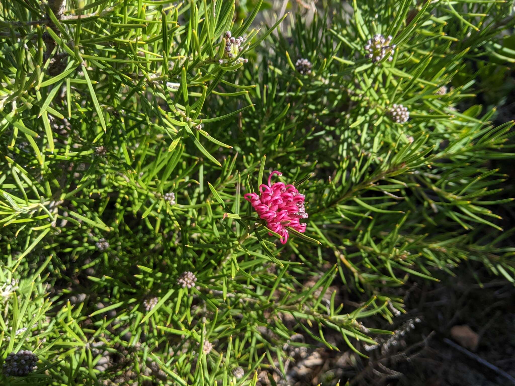 Imagem de Grevillea confertifolia F. Müll.