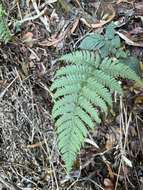 Image of Pacific Wood Fern