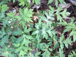 Image of Brown's waterleaf