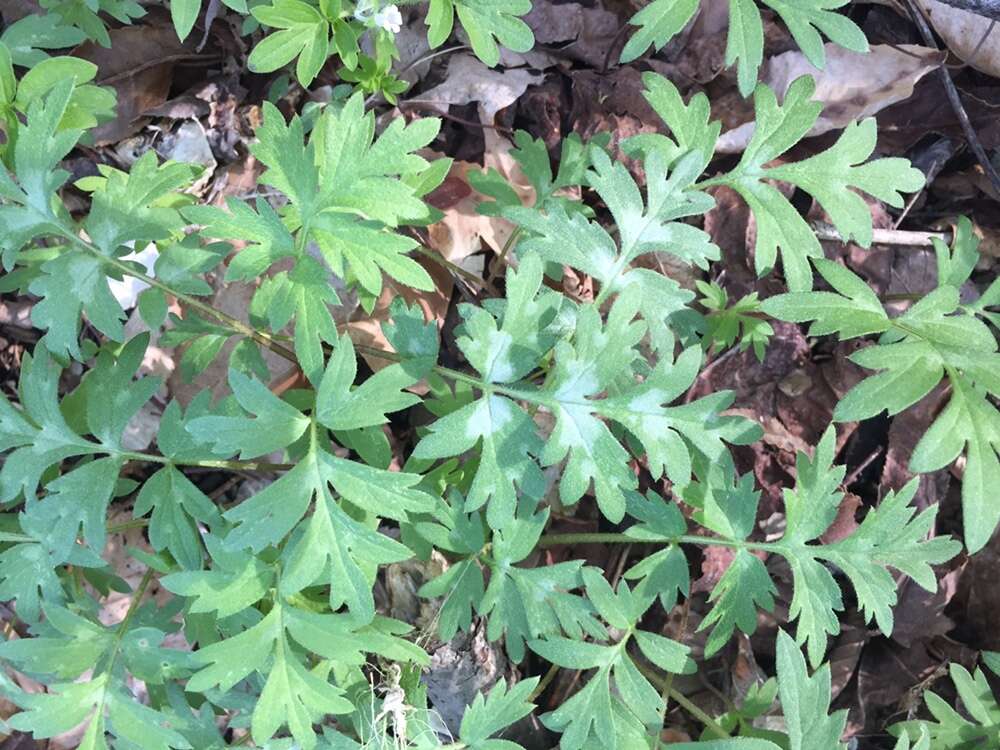 Image of Brown's waterleaf