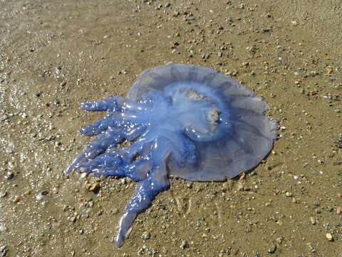 Image of barrel jellyfish