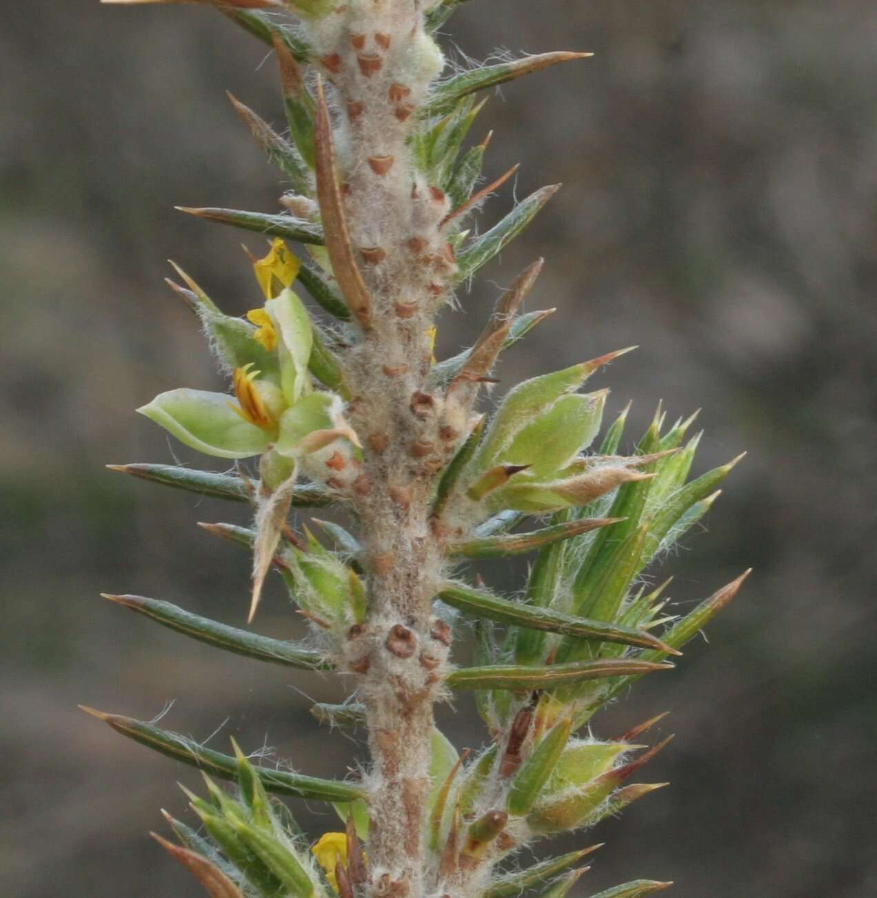 Image of Hibbertia mucronata (Turcz.) Benth.