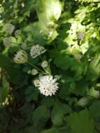 Imagem de Astrantia pontica Albov