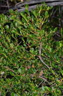 Image de Dodonaea bursariifolia F. Müll.