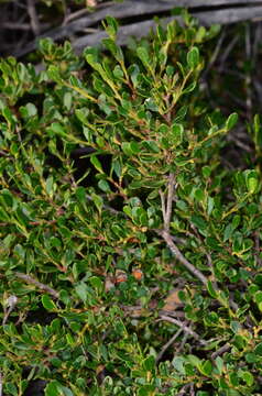 Image of Dodonaea bursariifolia F. Müll.