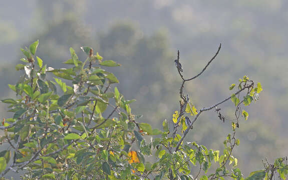 Image of White-browed Purpletuft