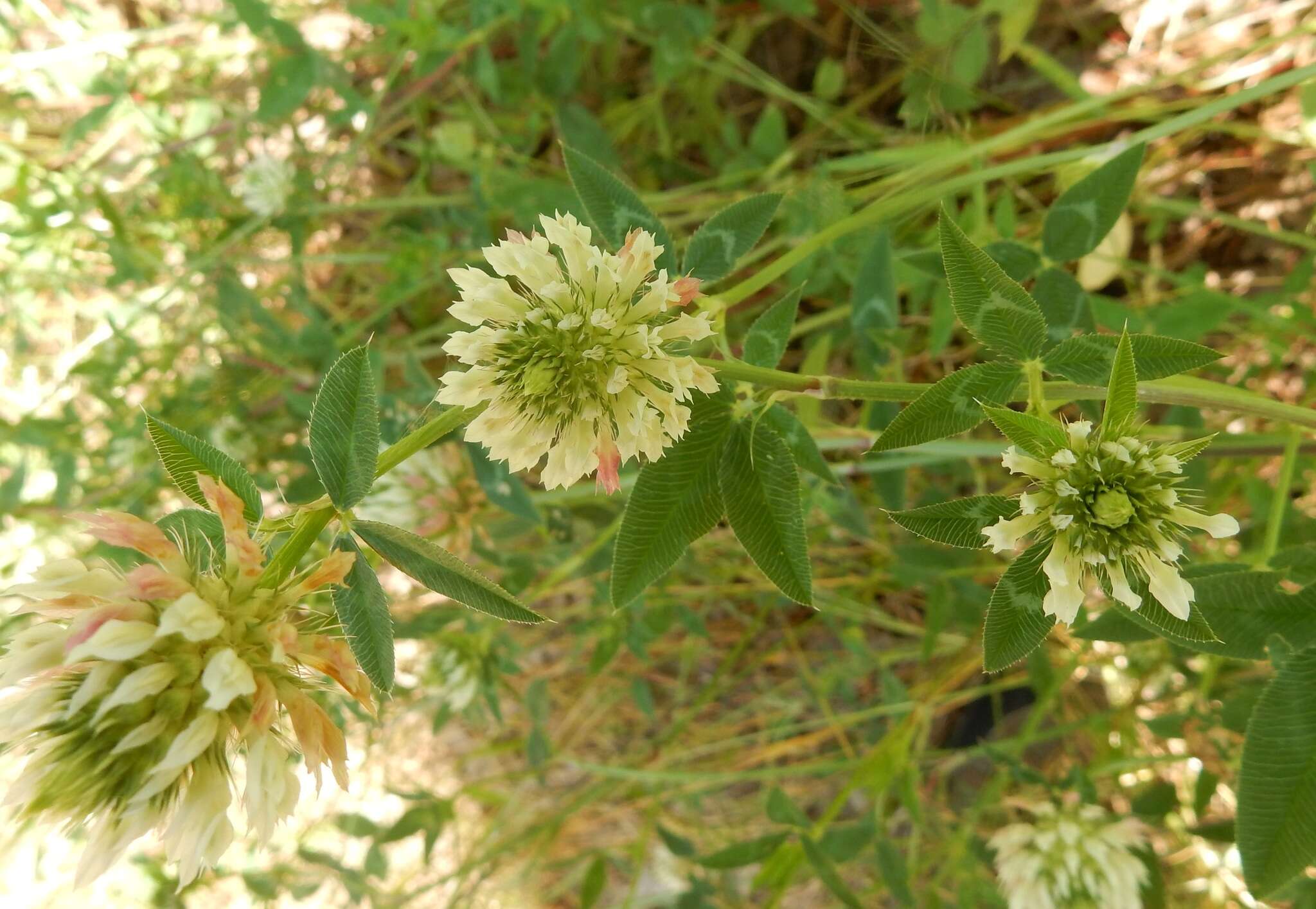 Image of arrowleaf clover