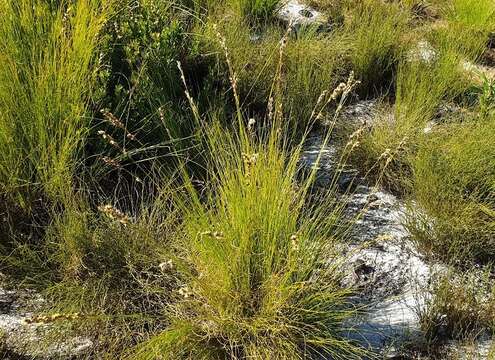 صورة Tetraria capillacea (Thunb.) C. B. Clarke