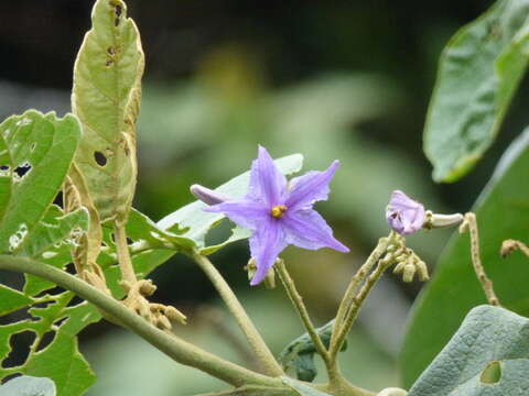 Image of Solanum sycophanta Dun.