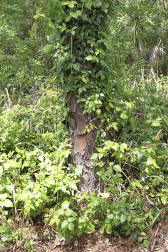 Image of eastern poison ivy